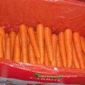 Top Quality of Fresh Chinese Carrot